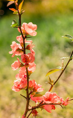 Tree bloom blossom beautiful flowers in spring