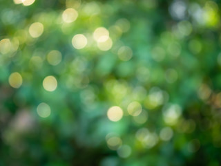Fototapeta premium Green bokeh natural background.