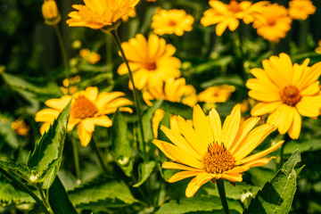 Yellow doronicum flowers background