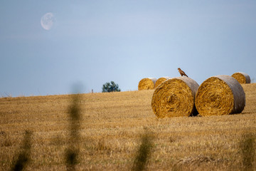 Buzzard watch under the moon. 