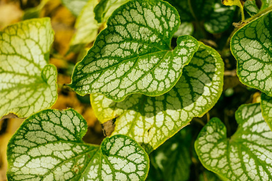 Microphyll bilder – Bläddra bland 14,428 stockfoton, vektorer och ...