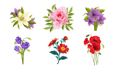 Fototapeta na wymiar Beautiful Flowers Set, Lily, Peony, Poppy, Gerbera Vector Illustration