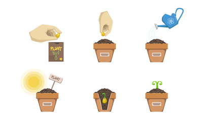 Plant Growing Stages Set, Seedling Gardening Plant, Planting Tree Process Vector Illustration
