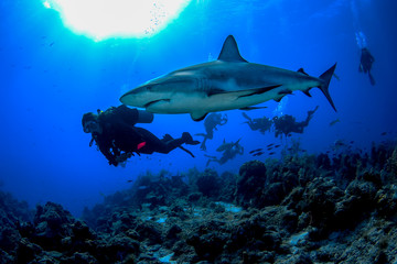 A Caribbean Reef Shark swims peacefully alongside a SCUBA diver in the crystal clear waters of the...