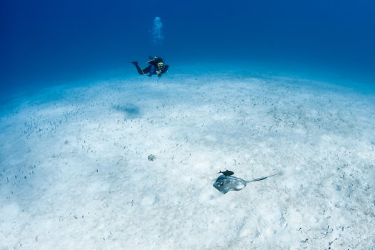 A SCUBA diver photographs a feeding Southern Stingray and scavenging Black Jack, aka Trevally, in the crystal clear waters of the Turks and Caicos islands.