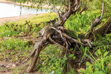 Dried driftwood ashore near the water