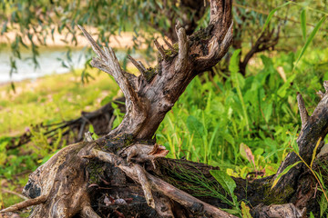 Dried driftwood ashore near the water