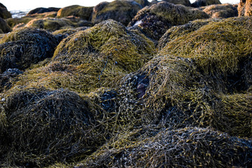 Seaweed covering rocks on the coast