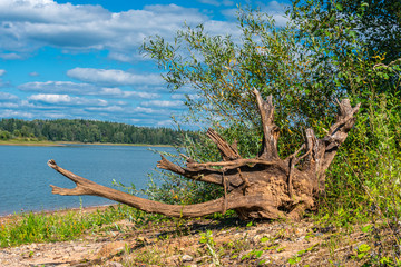 Dried driftwood ashore near the water