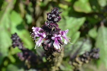 Spice for cooking - fragrant basil