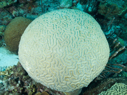 Coral reef scene with brain coral Mussidae o Merulinidae in snorkel los roques venezuela