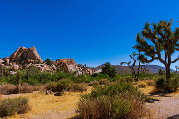 Joshua Tree National Park,  California