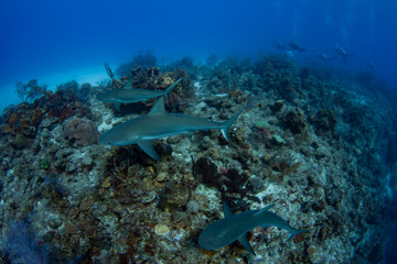 Pack of Caribbean Reef Sharks on the prowl for a meal in the crystal clear waters of the Turks and Caicos Islands.