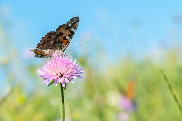 Monarch butterfly resting among thistles. Butterfly on a flower in a field. Butterfly On Grass Field With Warm Light