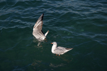 Seagulls are on and  over sea waters