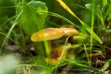 Edible mushrooms close-up