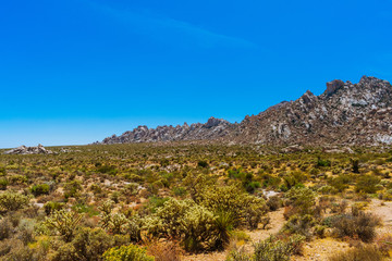 Fototapeta na wymiar Summer in Mojave Desert National Preserve