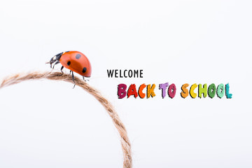 Beautiful red ladybug walking on a thread