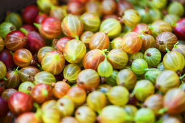 Gooseberry. Gooseberries closeup.  Lots of ripe red and green gooseberries. Harvest. Macro photography.