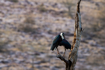 Asian woolly necked stork or Asian white necked stork bird pair on a dead tree perch with beautiful isolated background at ranthambore tiger reserve, rajasthan, india
