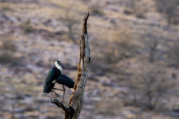 Asian woolly necked stork or Asian white necked stork bird pair on a dead tree perch with beautiful isolated background at ranthambore tiger reserve, rajasthan, india