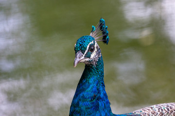 Naklejka premium Peacock in yard