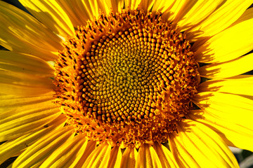 Obraz premium close-up of a beautiful sunflower in a field