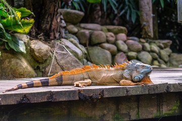 Obraz premium Iguana on bridge