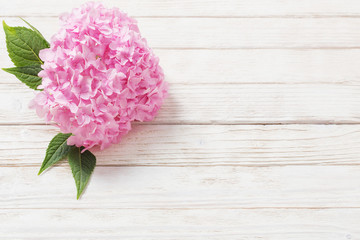 pink hydrangea on white wooden background