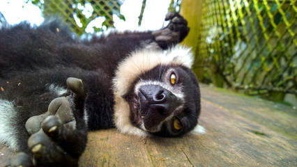 Lemur chilling