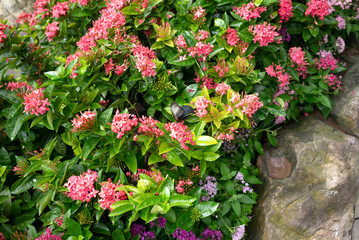 Papillons à l'aéroport de Singapour