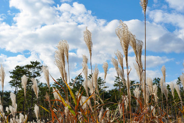 青い空と白い雲、そして秋風に揺れるたくさんのススキ