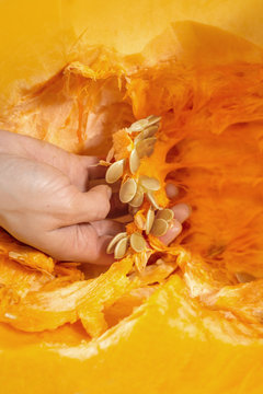 Kobieca dłoń wybiera miąższ ze środka wielkiej świeżej dyni z pestkami.