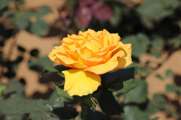 サンダンス　オレンジ色のバラ