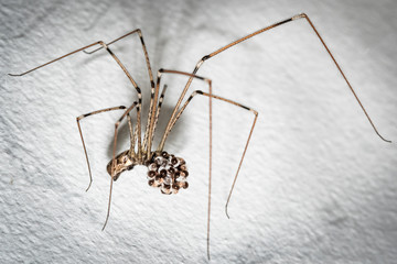 Araignée enceinte