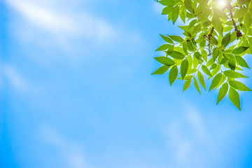 Green tree leaves on blue sky background 