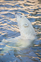 Polar bear at the zoo. An animal in captivity. Northern Bear.