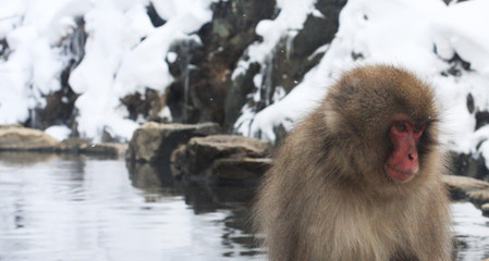 Naklejka premium Hot bath for snow monkeys in Jigokudani Monkey Park in Nagano Japan