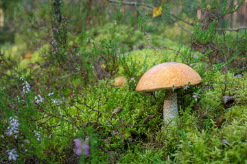 Tasty edible beautiful mushroom boletus edulis, penny bun, cep, porcino or porcini in a beautiful natural landscape among moss and little flowers, close up