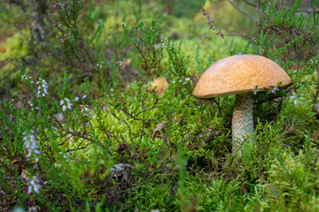 Tasty edible beautiful mushroom boletus edulis, penny bun, cep, porcino or porcini in a beautiful...