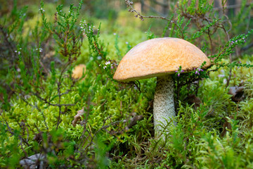 Tasty edible beautiful mushroom boletus edulis, penny bun, cep, porcino or porcini in a beautiful natural landscape among moss and little flowers, close up