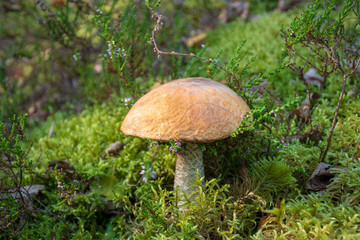 Tasty edible beautiful mushroom boletus edulis, penny bun, cep, porcino or porcini in a beautiful natural landscape among moss and little flowers, close up