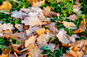 Brown oak hoar leaves with some dew drops on green grass. Fall season. Frosty morning.