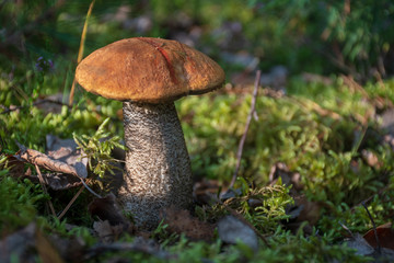 Tasty edible mushroom boletus edulis, penny bun, cep, porcino or porcini in a beautiful forest among moss, close up