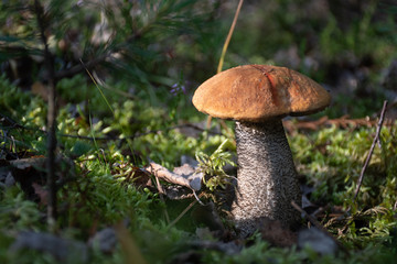 Tasty edible mushroom boletus edulis, penny bun, cep, porcino or porcini in a beautiful forest among moss, close up