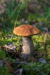 Tasty edible mushroom boletus edulis, penny bun, cep, porcino or porcini in a beautiful forest among moss, close up, vertical