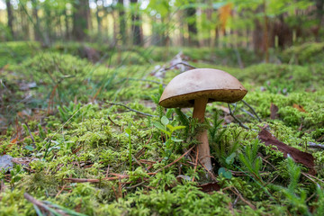 Tasty edible mushroom boletus edulis, penny bun, cep, porcino or porcini in a beautiful forest among moss with pine tree on background, close up