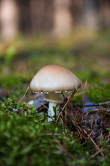 Leucoagaricus poisonous mushroom in a forest among moss, vertical
