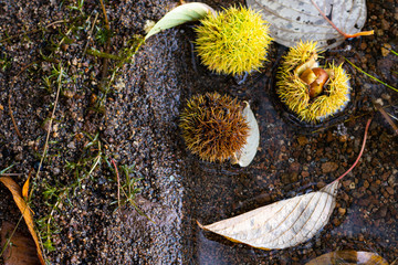 秋の湖畔で見つけた色々な落ちグリたち