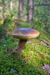 Tasty edible mushroom boletus edulis, penny bun, cep, porcino or porcini in a beautiful forest among moss, close up, vertical